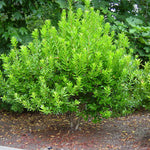 Don's Dwarf Wax Myrtle Tree