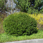 Don's Dwarf Wax Myrtle Tree