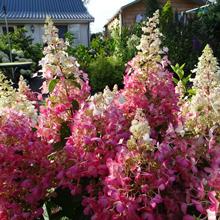 Candelabra™ Hydrangea Shrub