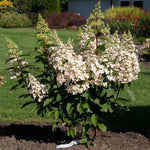 Images shown are of mature plants