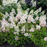 Images shown are of mature plants