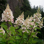 Images shown are of mature plants