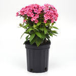 Super Ka-Pow™ Coral Phlox