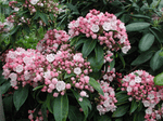 Images shown are of mature plants