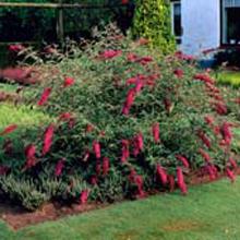 Nanho Purple Butterfly Bush