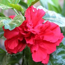 Red Rose of Sharon Althea Shrub
