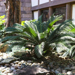 Sago Palm Tree