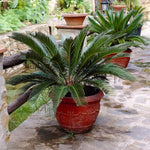 Sago Palm Tree