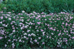 Images shown are of mature plants