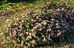 Images shown are of mature plants