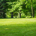 TurboTurf™ Sun & Shade Grass Seed