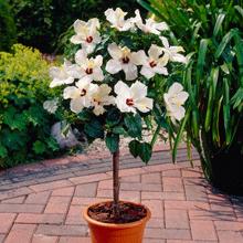 White Tropical Hibiscus Tree