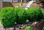 Images shown are of mature plants