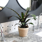 Zebra Plant in a Decorative Pot