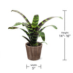 Zebra Plant in a Decorative Pot