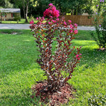 Black Diamond® Mystic Magenta™ Crape Myrtle Tree