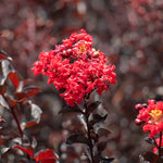 Black Diamond® Best Red™ Crape Myrtle Tree