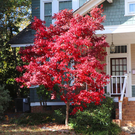 Bloodgood Japanese Maple Tree