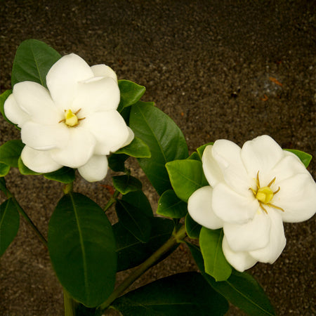 Buttons Gardenia Shrub