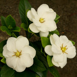 Buttons Gardenia Shrub