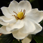 Buttons Gardenia Shrub