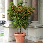 Calamondin Orange Tree