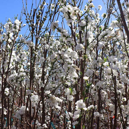 Corinthian White Double Flowering Peach Tree