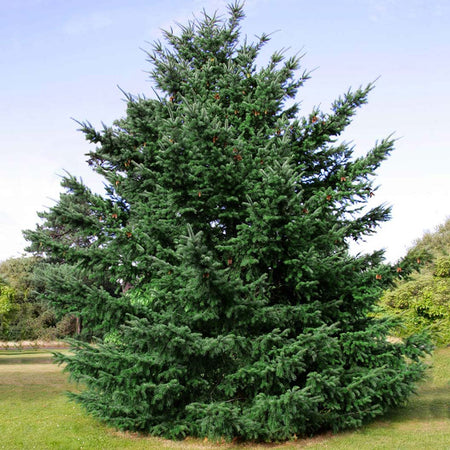 Douglas Fir Tree