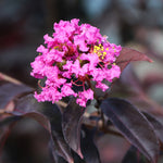 Black Diamond® Lavender Lace™ Crape Myrtle Tree