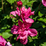 Red Rose of Sharon Althea Tree