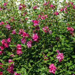 Red Rose of Sharon Althea Tree