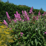 Pink Delight Butterfly Bush