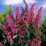 Pink Delight Butterfly Bush