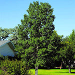 Quaking Aspen Tree