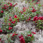 Stevens Cranberry Bush