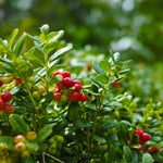 Stevens Cranberry Bush