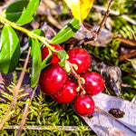 Stevens Cranberry Bush