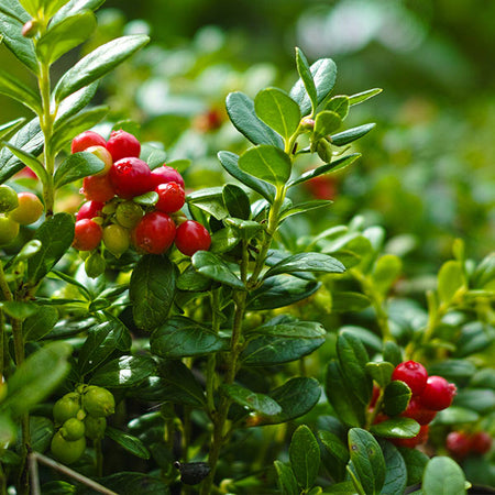 Stevens Cranberry Bush