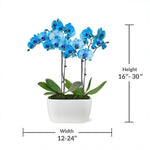 10-Inch Orchid Garden