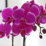 10-Inch Orchid Garden