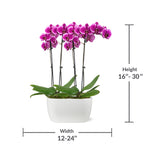 10-Inch Orchid Garden