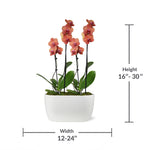 10-Inch Orchid Garden