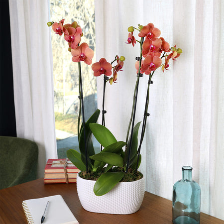 10-Inch Orchid Garden