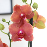 10-Inch Orchid Garden