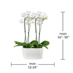 10-Inch Orchid Garden