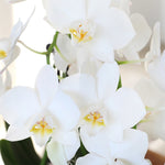 10-Inch Orchid Garden