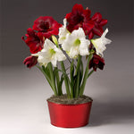 Red and White Amaryllis Trio