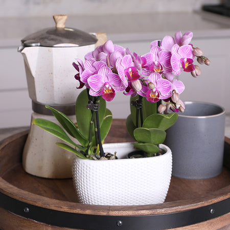 4-Inch Pink Orchid Garden