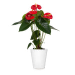 Red Anthurium Plant