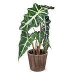 Alocasia Polly with Decorative Pot